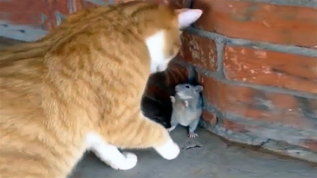 ⁣FUNNY CAT MEMES COMPILATION OF 2022 PART 61