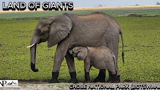 Game drive @ Chobe National Park (Botswana) 2024 Part 2