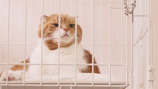The Cat Entered The Cage On Its Own