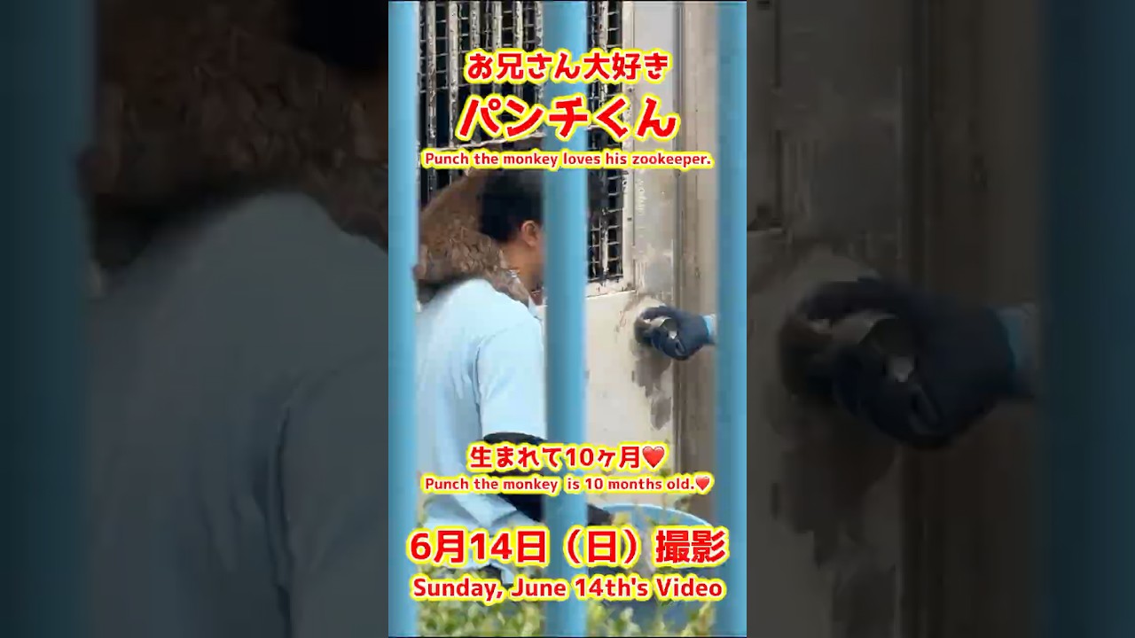 パンチくん【2026年6月14日撮影】お兄さん大好きパンチくん #がんばれパンチ #punch #HangInTherePunch #市川市動植物園【Punch the monkey】N01