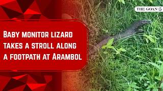 Baby monitor lizard takes a stroll along a footpath at Arambol