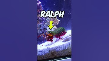 My Peacock Mantis Shrimp is Scary 😰🌈