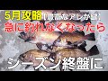 原因は…終盤迫る尺メバルいま入るべきポイントやコツ！メバリング攻略編