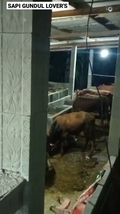 STORY WA KANDANG SAPI
