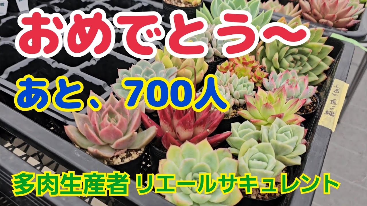 可愛い玄関前に‼️野葡萄と多肉植物セットいかが？このまま発送 可愛い