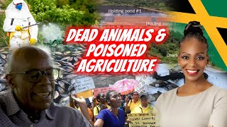 Jamaica Bauxite Mining Causing Major Illness, Deleting Animals & Poisoning Agriculture