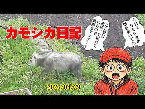 バカラカモシカです たいへんだぁ～！！カモシカ出現！！ここ数日でていますね。万が一の