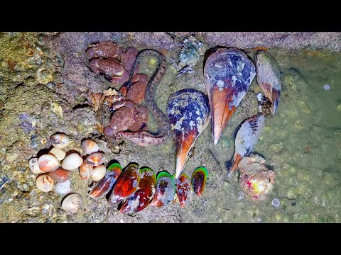 Video Bắt hải sản khi triều xuống gặp hải sâm, huệ biển, bắt... - youtube