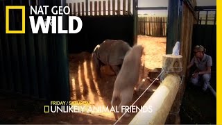 Unlikely Animal Friends And Cesar Millan Come Together For Friendsgiving Nat Geo Wild