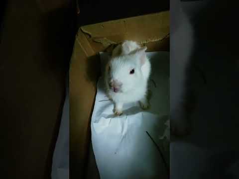 Video: Hamsterët Angora janë me gëzof të vegjël në shtëpi