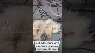 Version 3 of the video