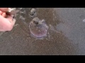 Sand Dollar Hunting video