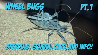 Wheel Bugs! Breeding, General Care, And Info! Part 1