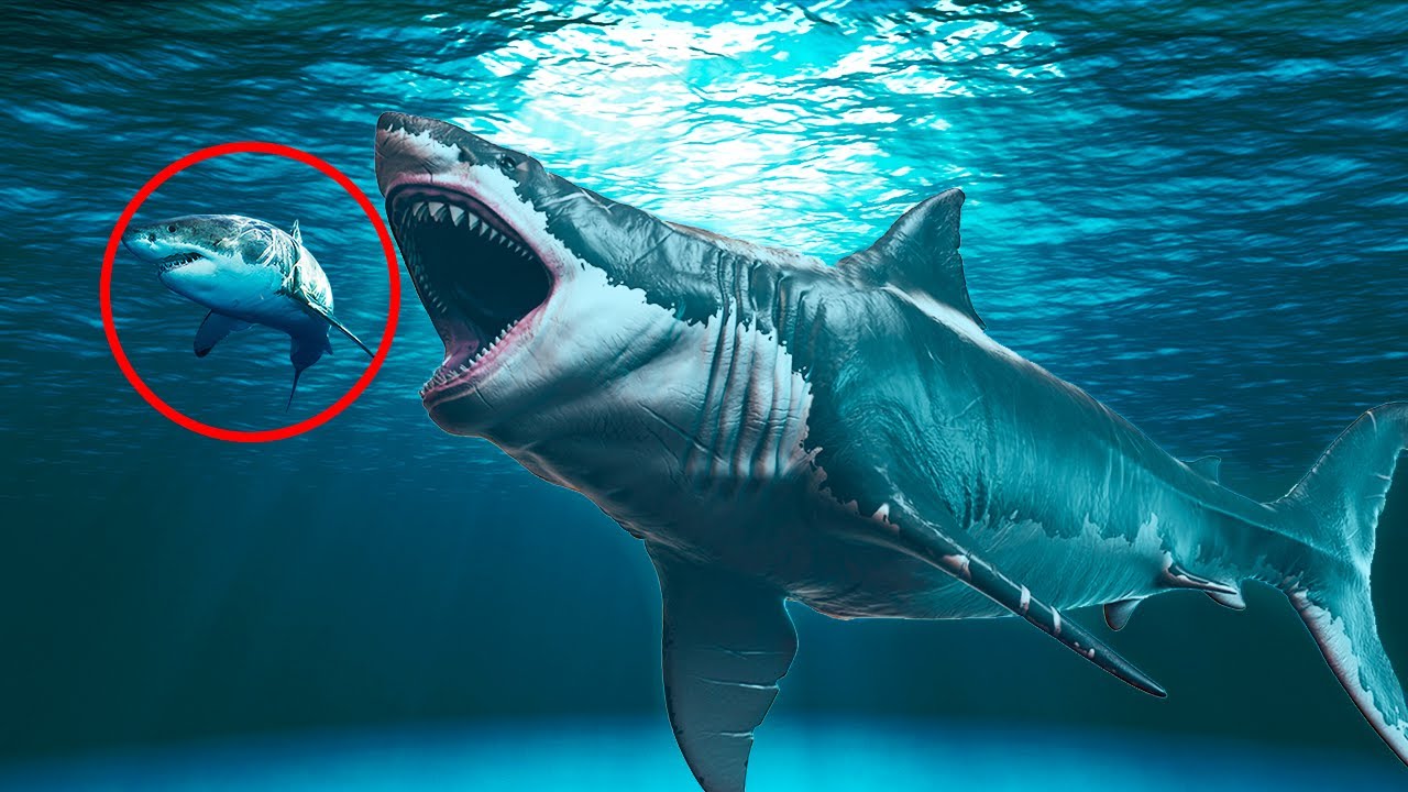 Quelle Est La Taille Dun Megalodon Porque el MEGALODON DEFINITIVAMENTE YA NO EXISTE - YouTube