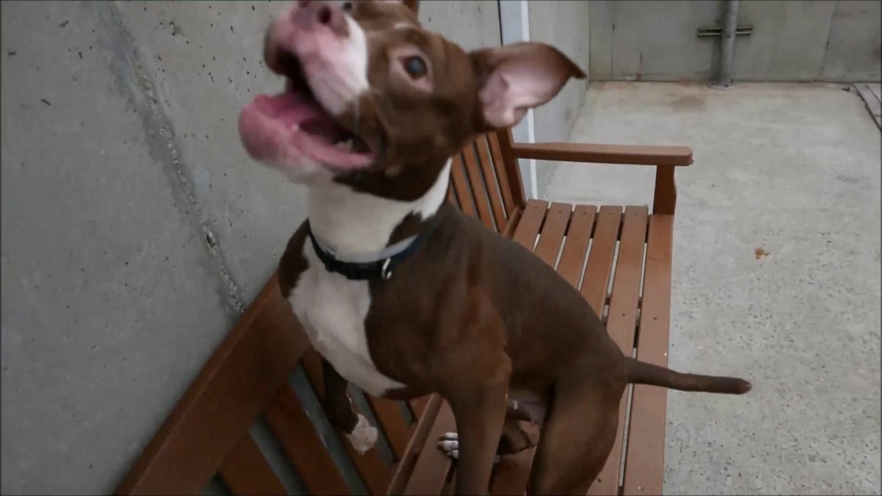 Bailey - A1099870 - Brooklyn ACC camera iphone 8 plus apk