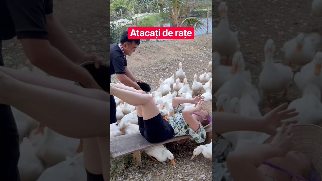 CEA MAI FUNNY EXPERIENTA #funny #duck #hilarious #vietnam #attack