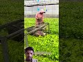 Rope-Pull Electric Trimmer | Neaten Young Tobacco Plants for Transplant