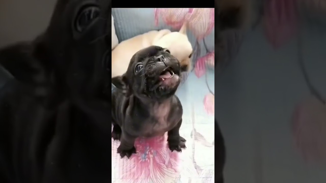 Cute big head puppy 🐶 funny 😄My GQM 