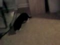 Kitty freaking out on kitchen floor