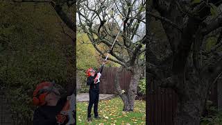 The STIHL HTA 30 cordless pole pruner 🔊🌿 #stihl #stihlgb