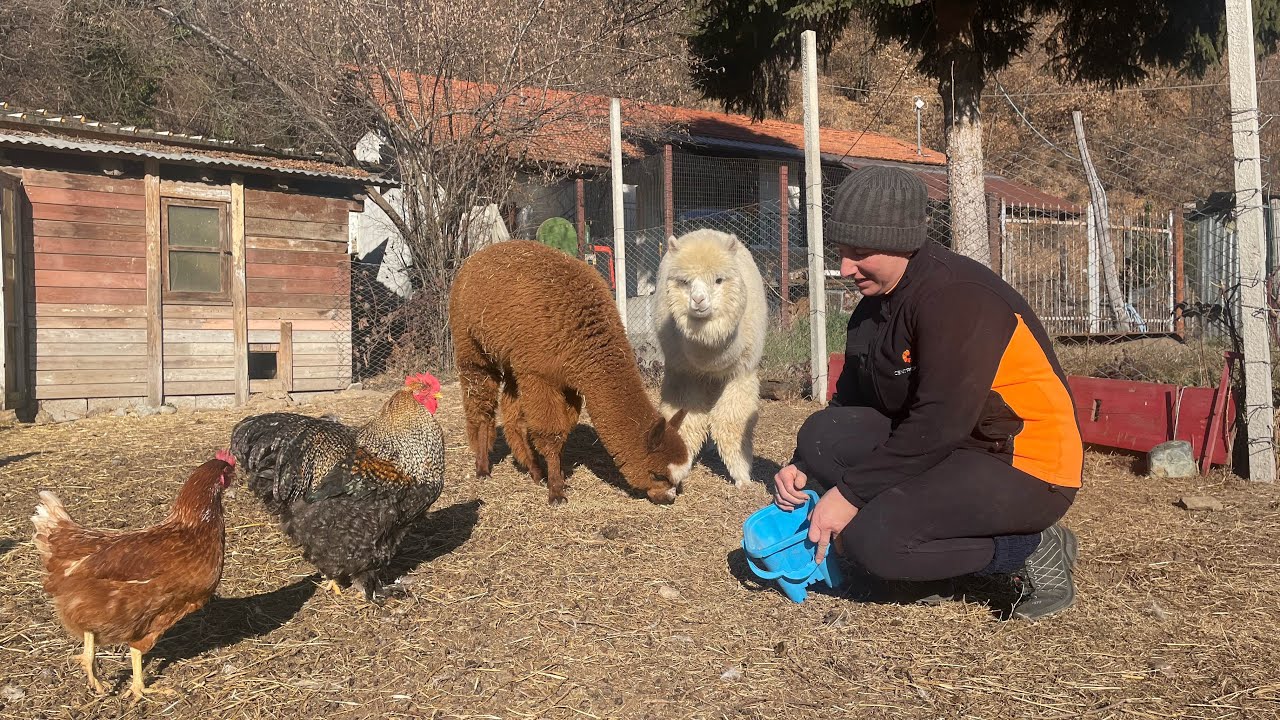 Alpaca Cavalli Cincillà Puzzole La Fenice II Venasca Valle Varaita