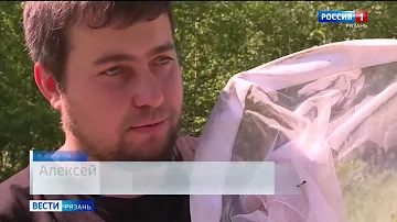 Рязанские ученые обнаружили редкую бабочку в лесах Солотчи - голубянку орион