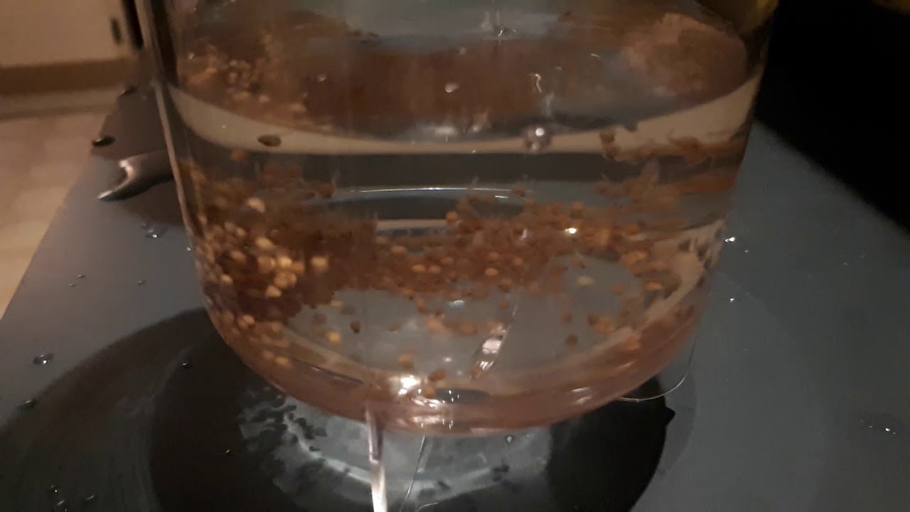 Tilapia egg transfer to egg tumbler YouTube