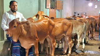 ৮ জুলাই 2026 | সিলেটের খামারী ১০ পিচ শাহীওয়াল জাতের ষাঁড় বাছুর গরু কিনলেন বিরামপুর থেকে 