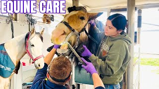 My ENTIRE Equine Wellness Plan! Caring For My 11 Horses