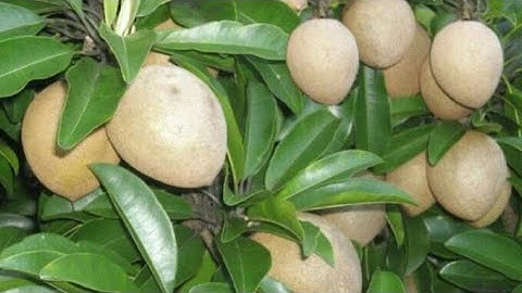 Cây Hồng Xiêm Trồng Chậu Bé Xíu Trái To Chà Bá - ĐT : 0835921829