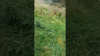 Old Tyme English Bully