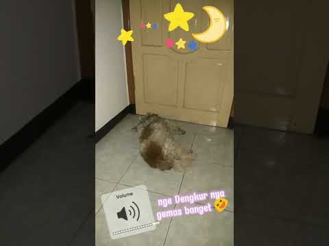 Video: Apakah Normal Bagi Anjing Mendengkur?