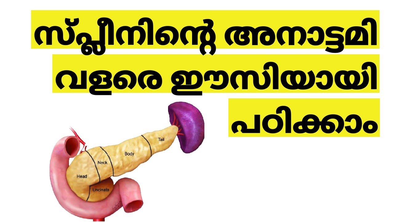 Spleen Anatomy In Malayalam 