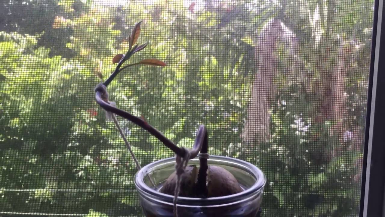 Shaping an avocado tree grown from a seed, Day 60