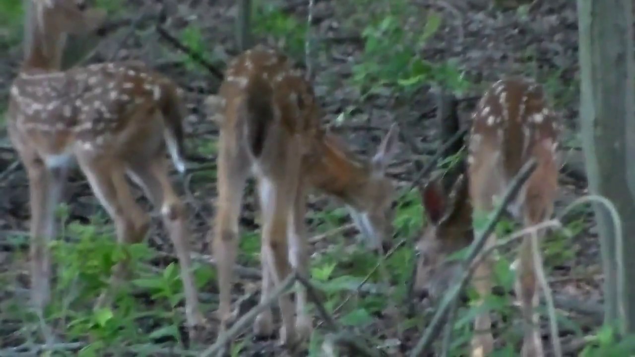 Baby deer fawns -  triplets! 06-24-2017