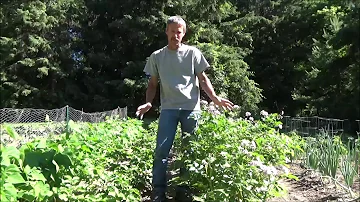 HOW TO GROW POTATOES. Planting. Growing. Harvest. Storage.