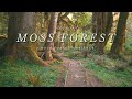 Hoh rainforest  4k virtual forest walk  moss forest  relaxing nature sounds  background ambience