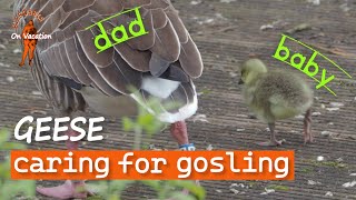 Cute Baby Gosling Naps with Watchful Parents Before Joining Family Adventure | BibBobBib