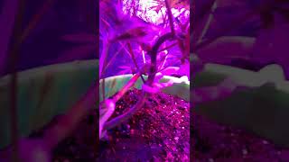 Flowering stage has come!!!