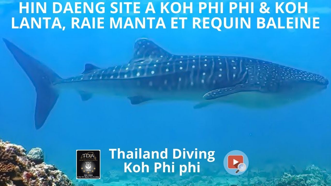 Hin Daeng Site A Koh Phi Phi Koh Lanta En Thailande Raie Manta Et Requin Baleine Et Plongee Asie Youtube