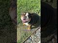 English Bulldogs Are Shapeshifters 🐶 #shorts #englishbulldog #dog #bulldog #dogshorts