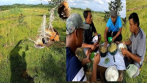 Bẫy chim cút đêm ngủ rừng cùng ae #7