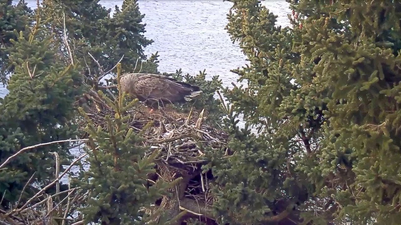 Eagle Cam YouTube
