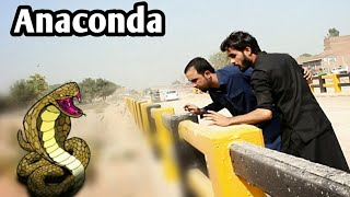 Anaconda in Peshawar it's  reality || zindabad vines || pashto funny video