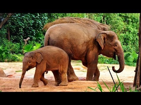 Vídeo: Projeto Elephant Valley: Reabilitando Os Elefantes Asiáticos Do Camboja - Matador Network