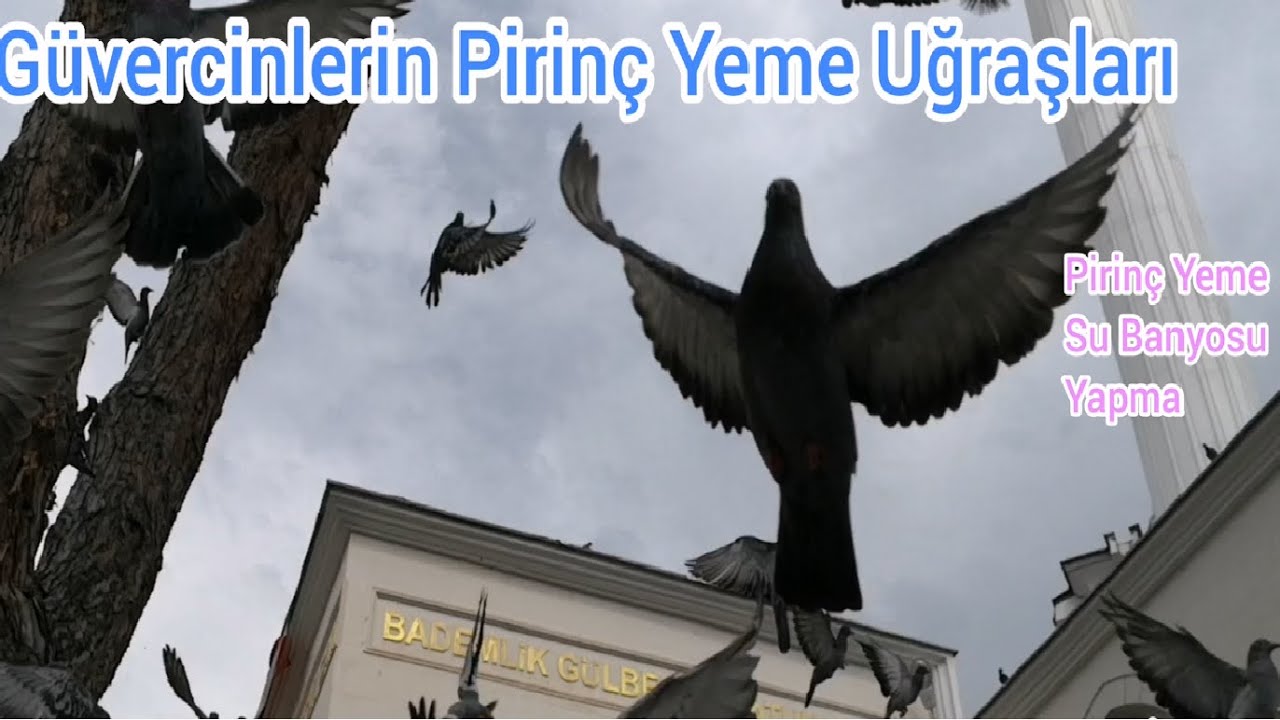 #Güvercinler Beslenmelerini Pirinçten sağlıyor  Su Banyosu yapıyorlar