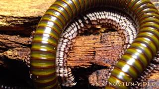 © 4К  Оливковый кивсяк Telodeinopus aoutii ⁄⁄ Millipede