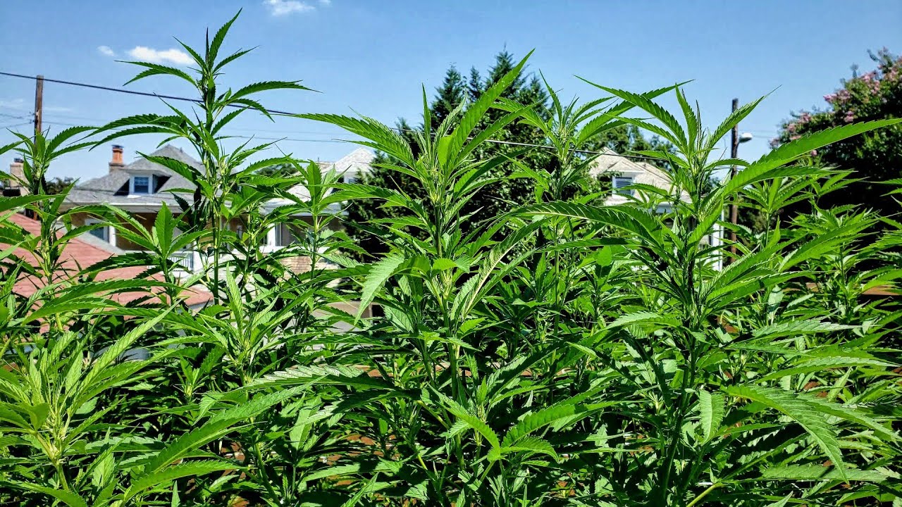 2022 Outdoor Cannabis Garden Tour | Garden Update [#09] - July 23