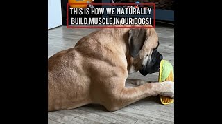 How To Build Your Dogs Muscles Naturally #dog #dogbreed #guarddog #puppies #dogsofinstagram by Pawfextion 91 views 2 months ago 2 minutes, 11 seconds