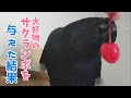 【さくらんぼ】カラスに季節外れのサクランボ(大好物)を与えてみました。 シャバ吸い猫&美眼姐御&空気犬 20200219、カラス&四つ足トリオ